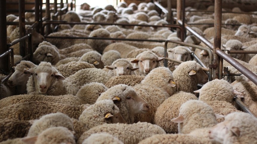 Bloody Heist 270 Pregnant Sheep Stolen in WA's Great Southern Region - Second Image