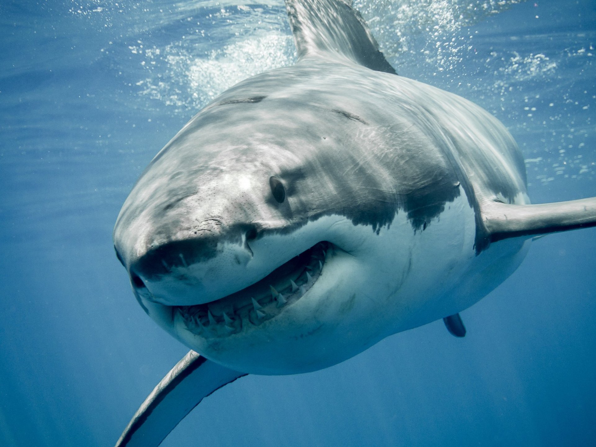 Bloody Horror Off Rottnest Island Man Killed in Great White Shark Attack - Second Image