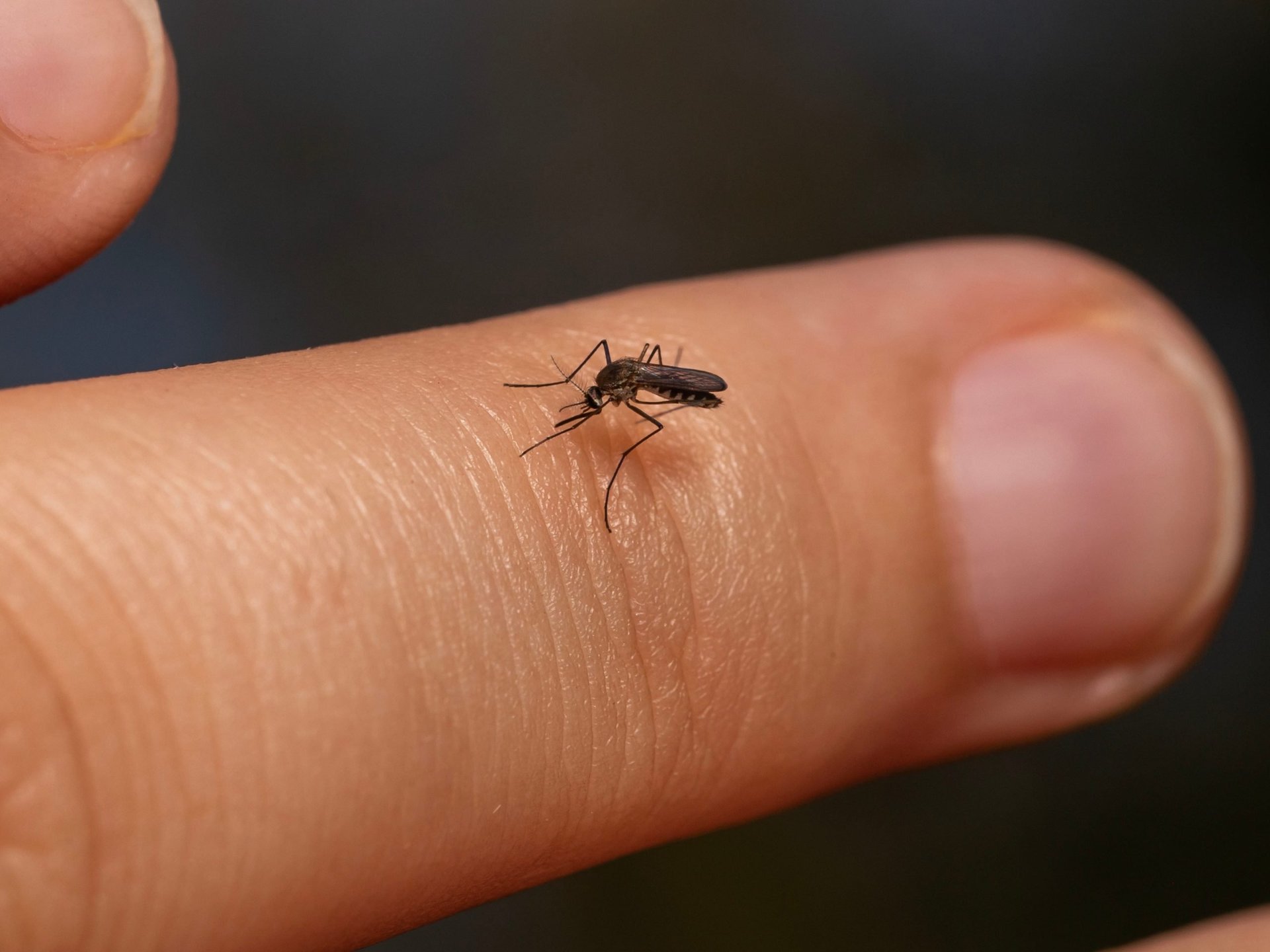 Deadly Mosquito Virus Sweeps NT, Claiming Two Lives in Alice Springs - Second Image