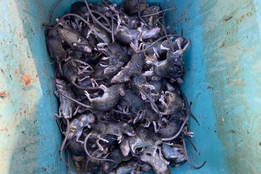 Mouse Plague Brings Morawa to Brink of Collapse - Second Image