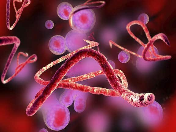 Ebola Epidemic Spreads Across Eastern Congo, 87 Dead - Second Image