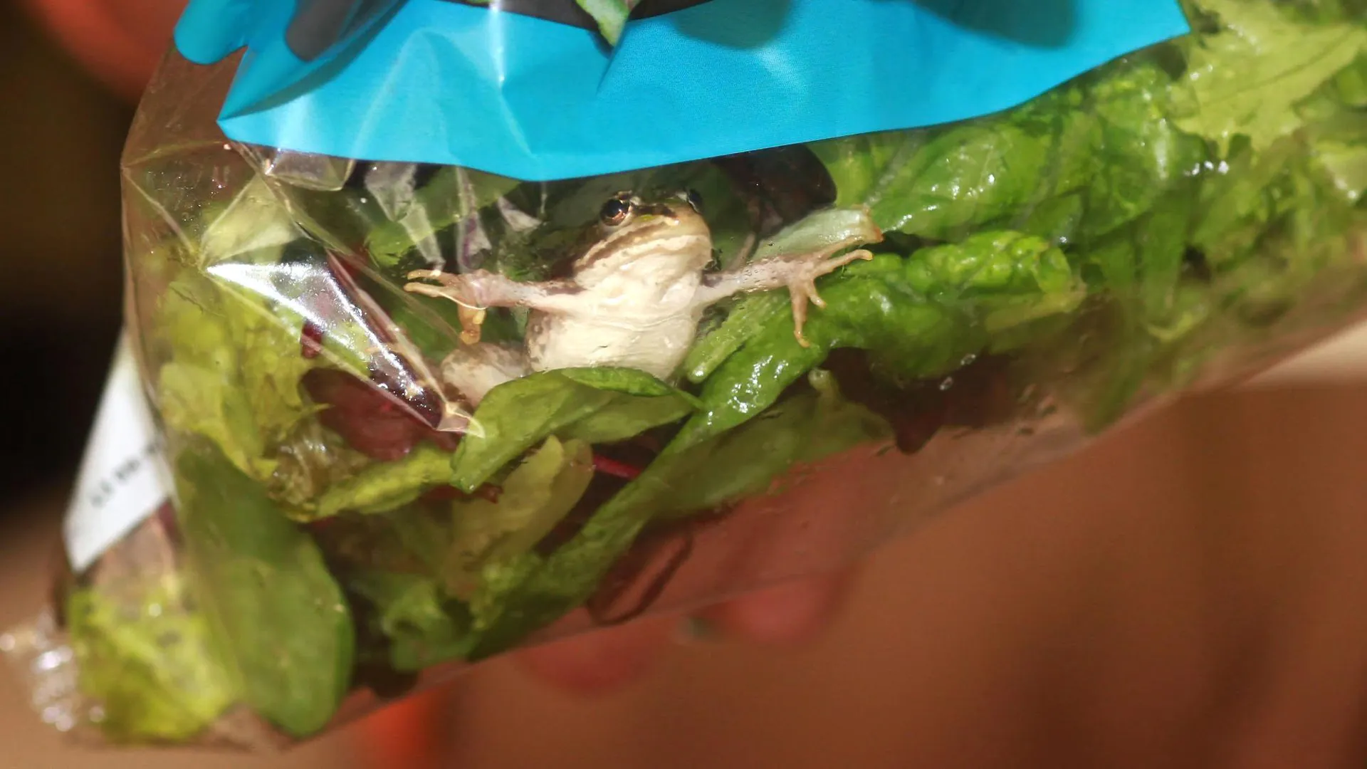 Live Frog Found in Lettuce Bag at WA Woolworths - Second Image