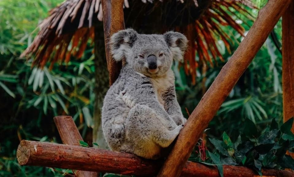 Koalas Teeter on Brink of Extinction Amid Scorching Temperatures - Second Image