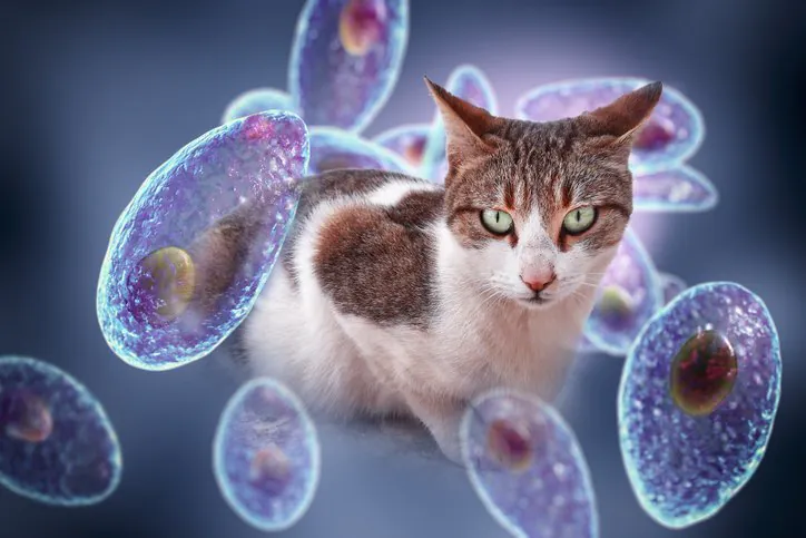 Deadly Cat Parasite Spreads to Half the World’s Humans
