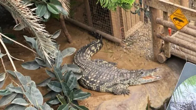 Toddler Thrown into Crocodile Pit at Zoo