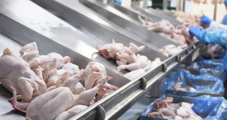 Aussie Poultry GIANT Shuts Down WA Operations