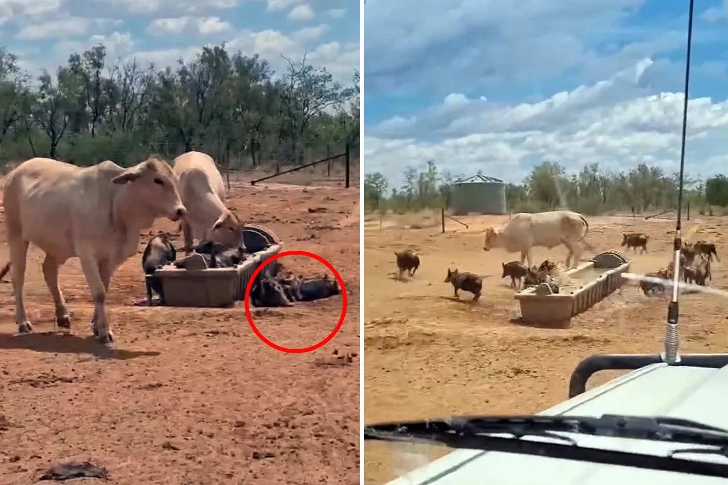 Aussie Farmers Plea For Help As Feral Pig Plague Wreaks Havoc