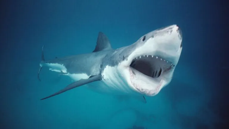 Father of Two Slain in WA Shark Attack Horror