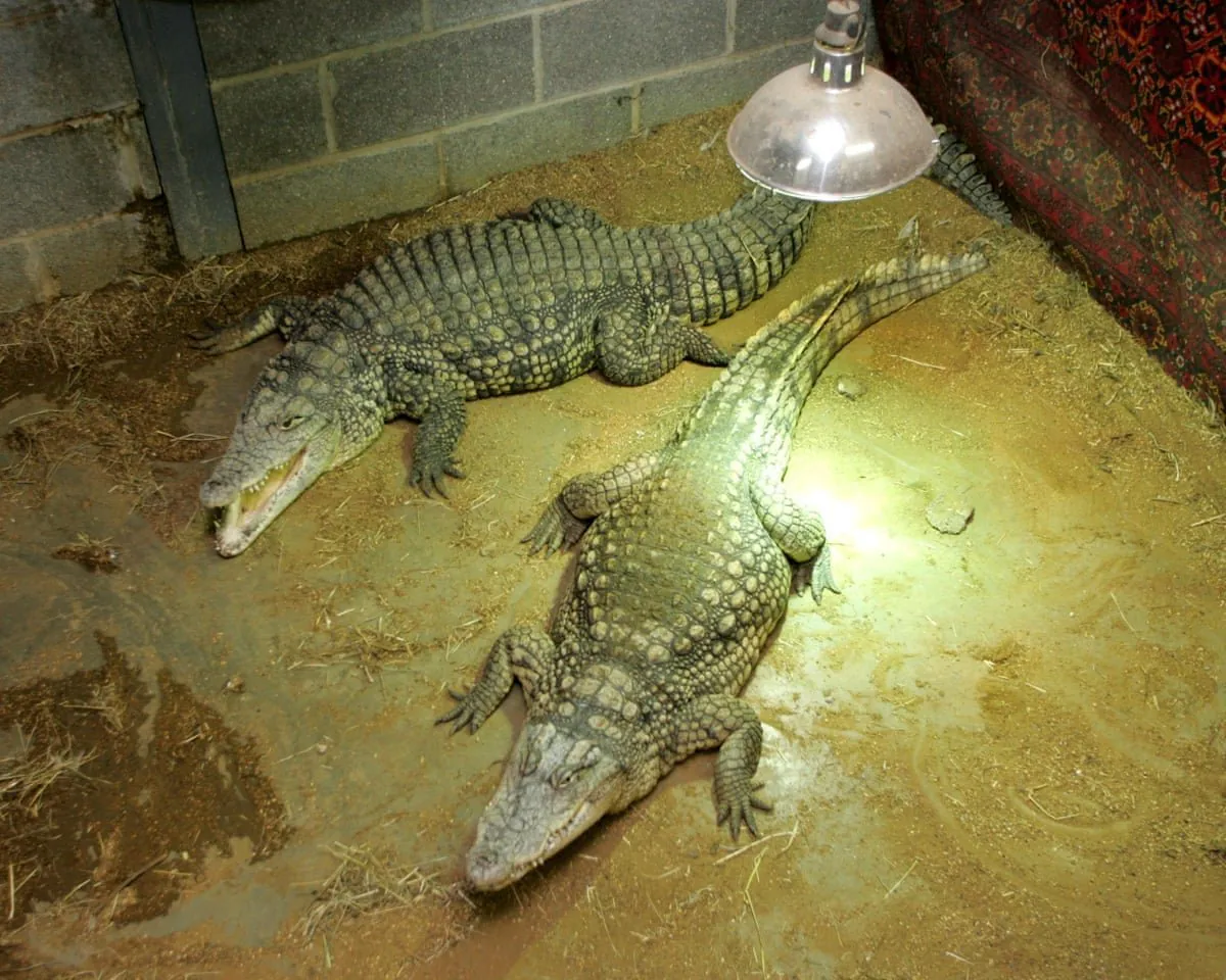 Toddler Thrown into Crocodile Pit at UK Zoo in Shocking Attack - Second Image
