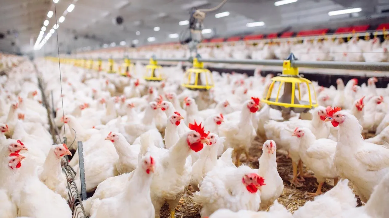 BIRD FLU EPIDEMIC HITS WESTERN AUSTRALIA - Second Image
