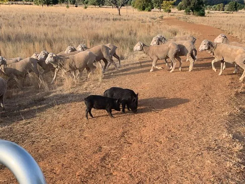 Feral Pig Plague Wreaks Havoc Across Australia - Second Image