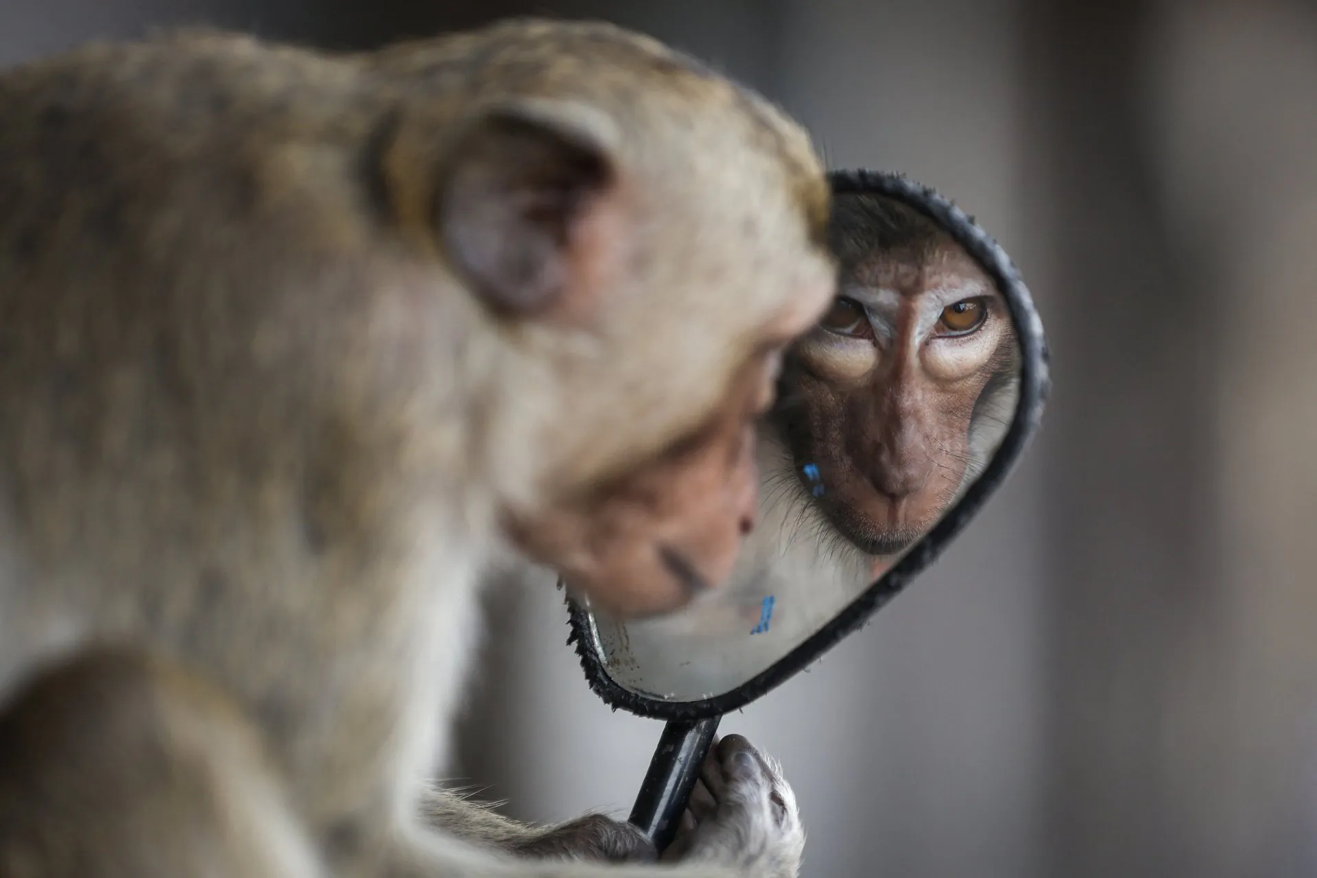 Killer Monkey Mauls Boy, 7, to Death in Thailand