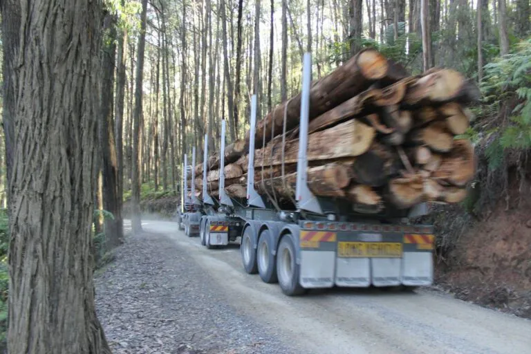 Tasmanian Timber Plunder Victoria’s Logging Ban