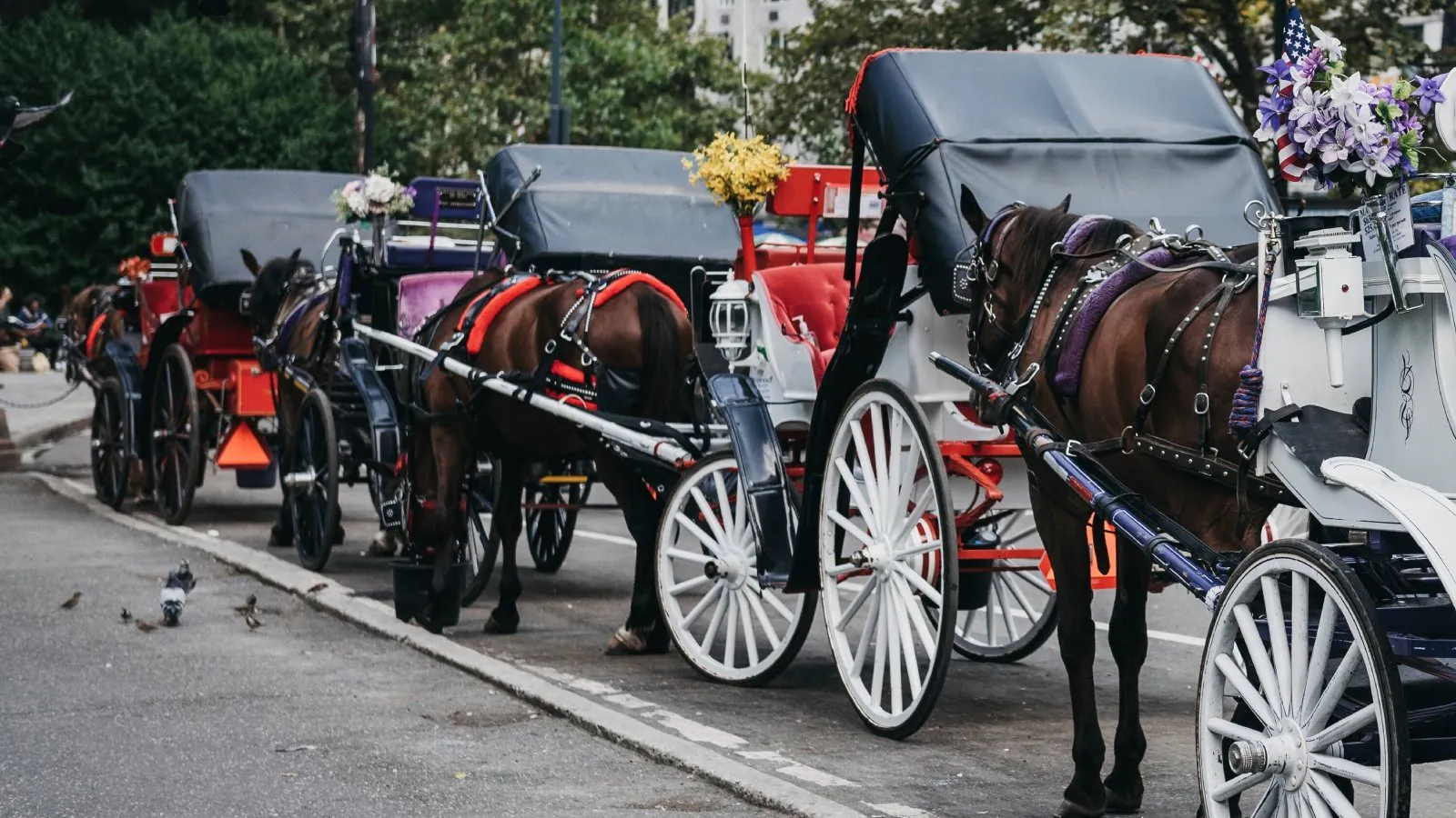 Teen Tourist Thrown to Death in Central Park Horse Carriage Chaos - Second Image