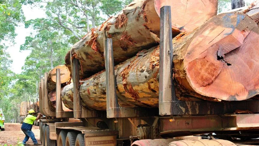 Tasmanian Timber Plunder Victoria's Logging Ban Sparks Environmental Fury - Second Image