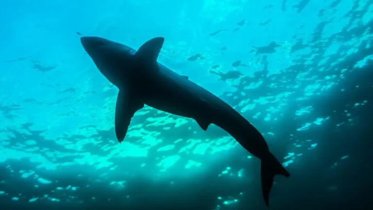Shark Culling After Coogee Beach Mauling