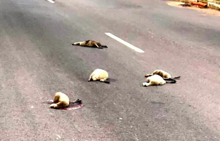 Driver Mows Down Beloved Geese in Malmsbury, 4 Dead