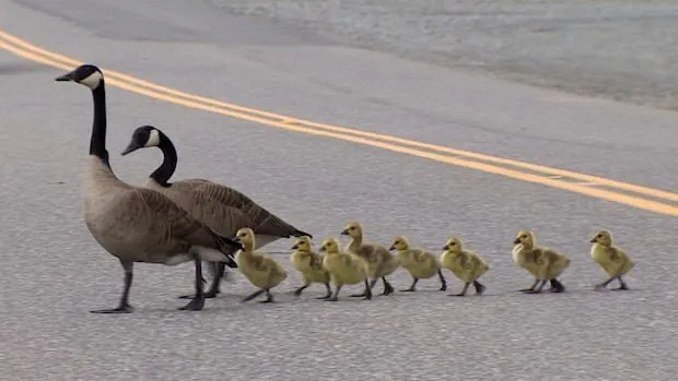 Driver Mows Down Beloved Geese in Malmsbury, 4 Dead - Second Image