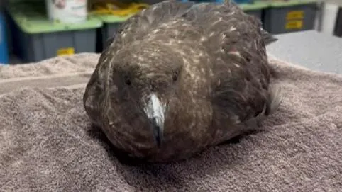 Deadly Bird Flu Hits WA, Fears of Catastrophic Outbreak - Second Image