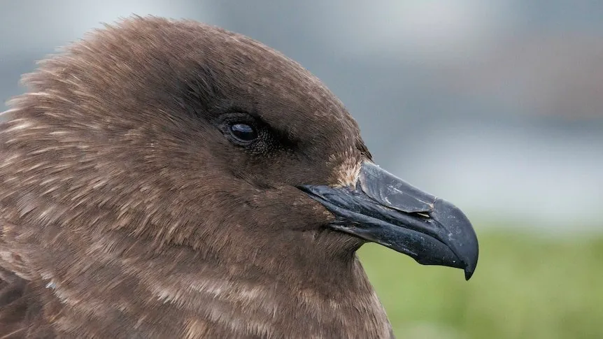 BIRD FLU PANDEMONIUM HITS WA Fifth Suspected Case Sparks Fears - Second Image