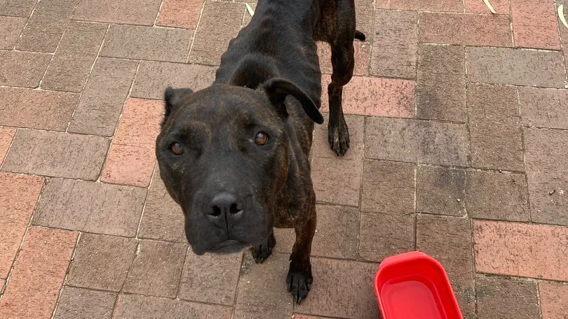 Pensioner’s Sickening Neglect Dog Dies, Owner Banned for Life