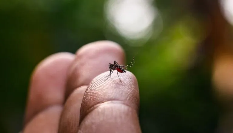Deadly Mosquito Virus Claims Life in WA Outback