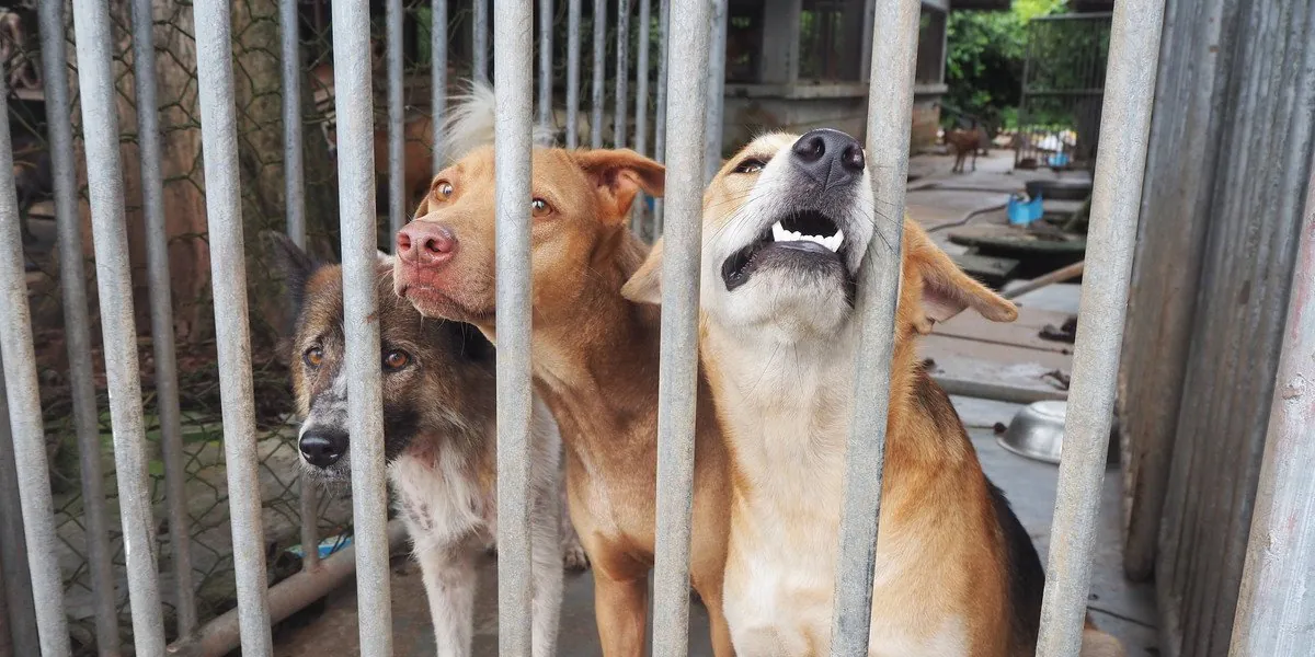 Pensioner's Sickening Neglect Dog Dies, Owner Banned for Life - Second Image