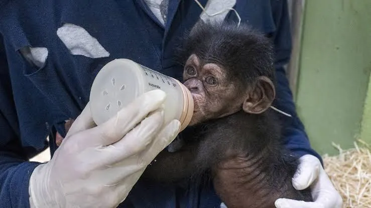 Chimpanzee Miracle Recovery After Mum’s Tragic Drop in Queensland