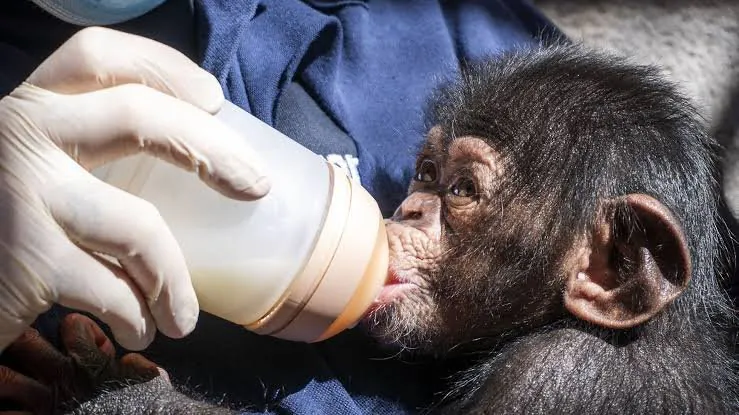 Chimpanzee Chaos Newborn Cassie's Miracle Recovery After Mum's Tragic Drop - Second Image