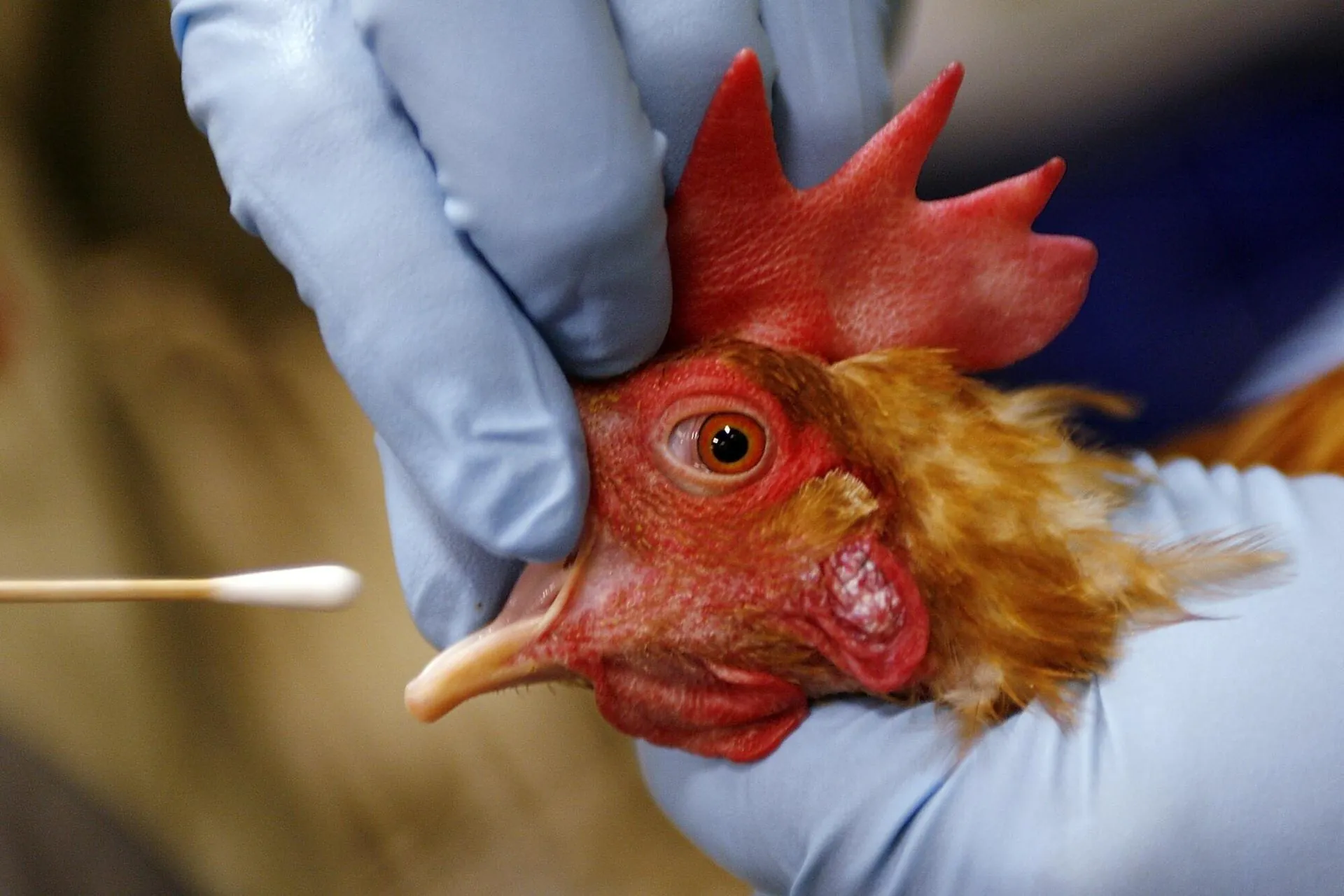 Bird Flu Pandemic Grips Australia Amid Vaccine Scramble - Second Image