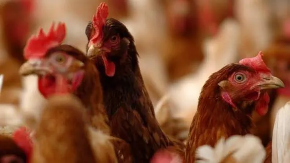 Deadly Bird Flu Hits Australia