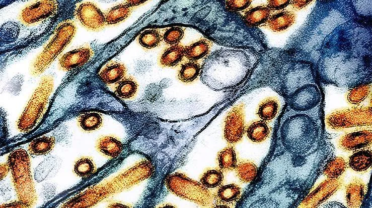 Deadly Bird Flu Hits Western Australia Coast - Second Image