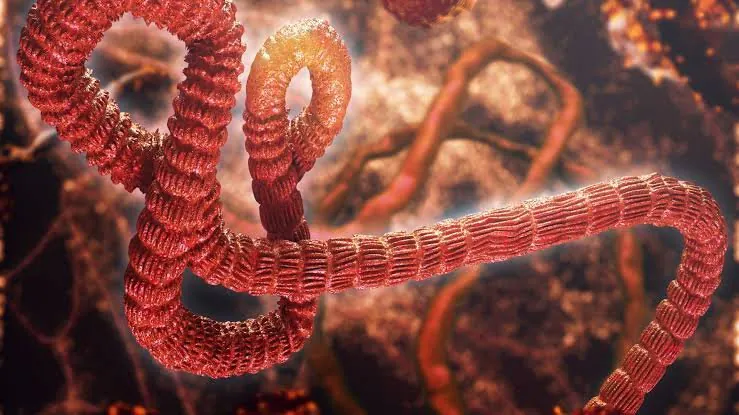Ebola Pandemic Spirals Out of Control in Congo - Second Image