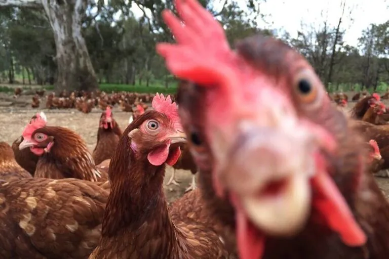 Free Range Victorian Egg Farm Slapped with Fine, For Being Not Free Range