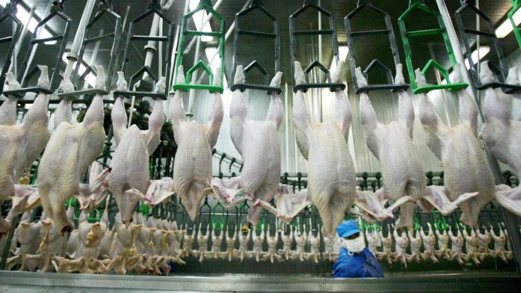 Country Bans Aussie Chicken Imports