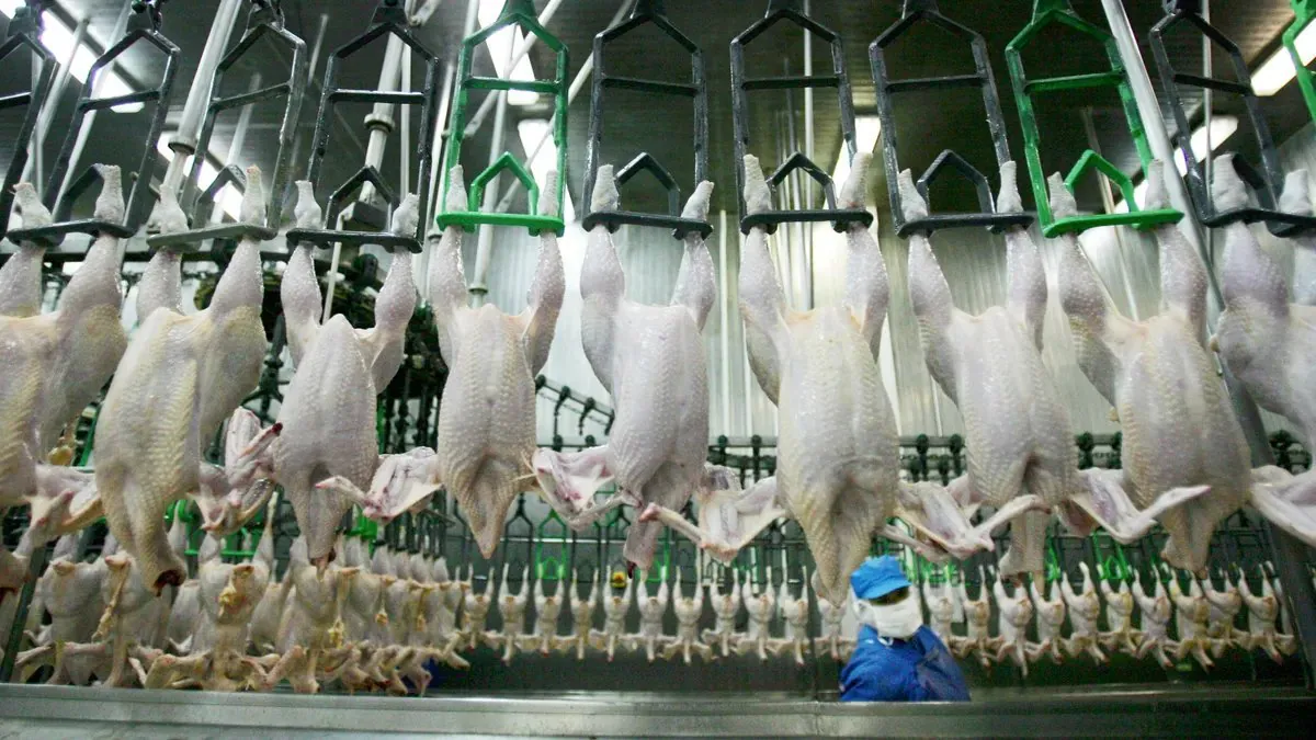 Country Bans Aussie Chicken Imports