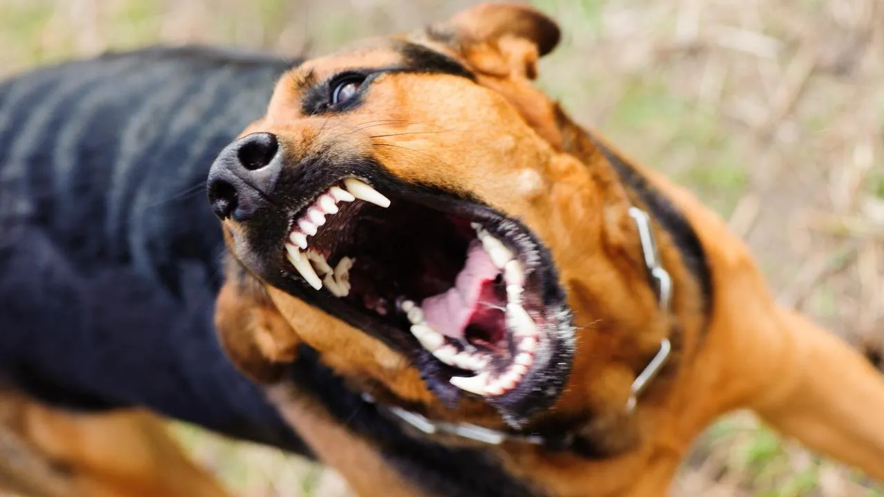 Woman Mauled by Pack of Dogs in Remote WA Town