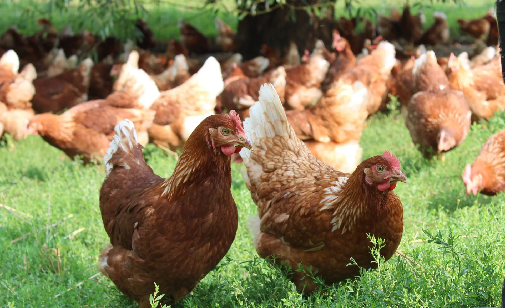 Fowl Play Victorian Egg Farm Slapped with $39,600 Fine - Second Image