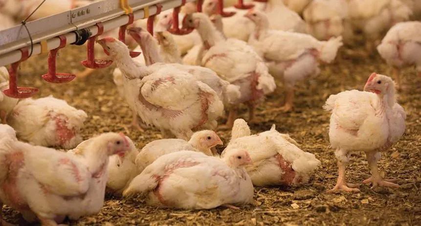 BIRD FLU PANDEMONIUM PNG Slams Ban on Aussie Chicken Imports - Second Image