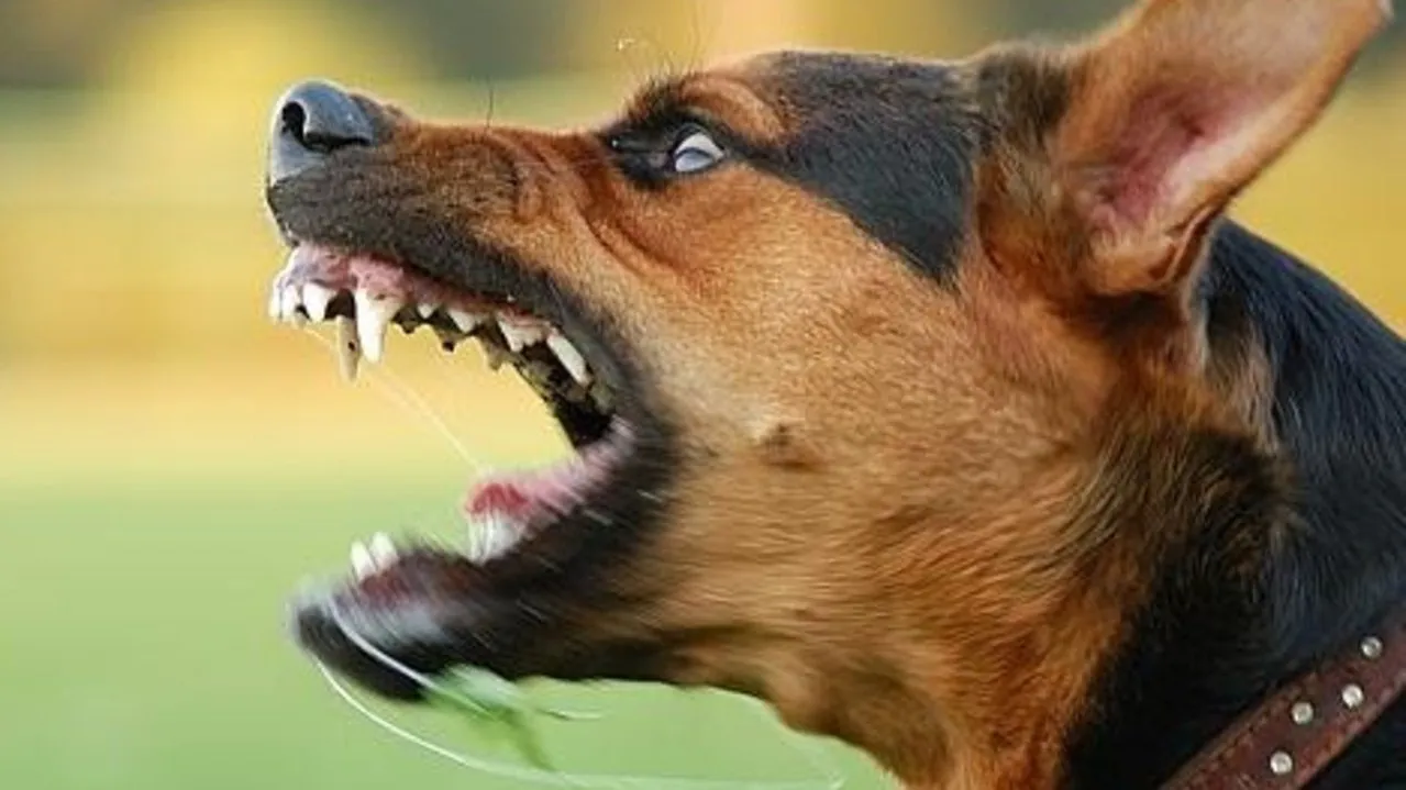 Woman Mauled by Pack of Dogs in Remote WA Town - Second Image