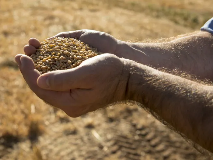 NSW Farmer's Daring Sudan Wheat Rescue Mission Amid Famine Crisis - Second Image