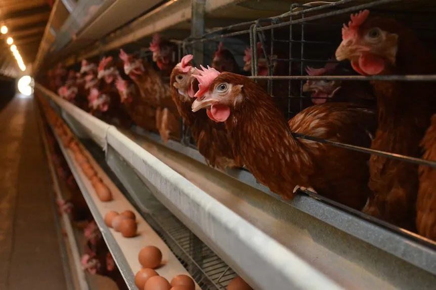 Deadly H5 Bird Flu Spreads to Every Continent in Global Outbreak