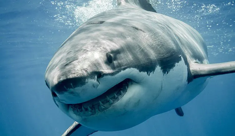 Man Killed by 4.5-Metre Monster in In Australia