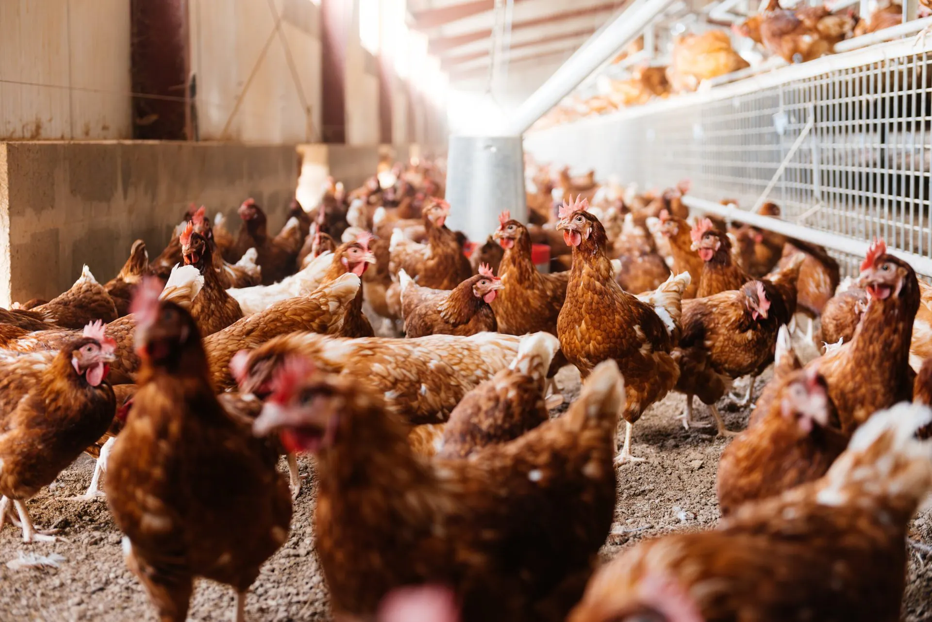 BIRD FLU PANIC HITS MAINLAND AUSTRALIA - Second Image
