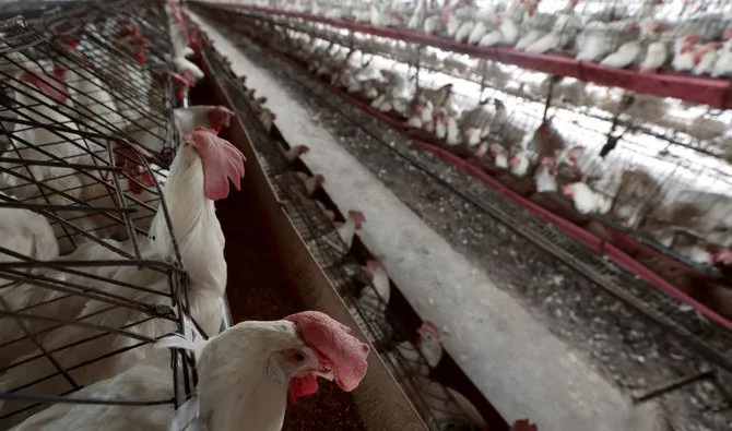 Deadly H5 Bird Flu Spreads to Every Continent in Global Outbreak - Second Image