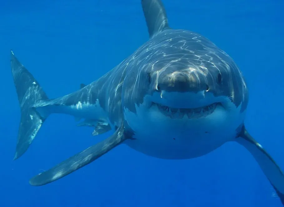 Shark Attack Horror Diver Killed by 4.5-Metre Monster in WA Coast Tragedy - Second Image
