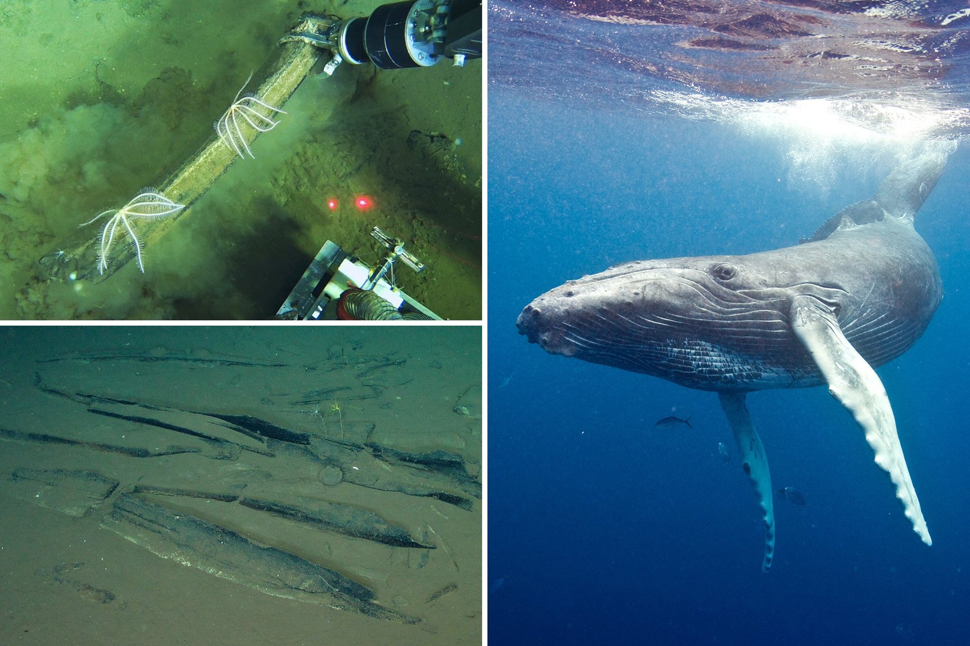 Australia Uncovers World's Largest Whale Graveyard - Second Image
