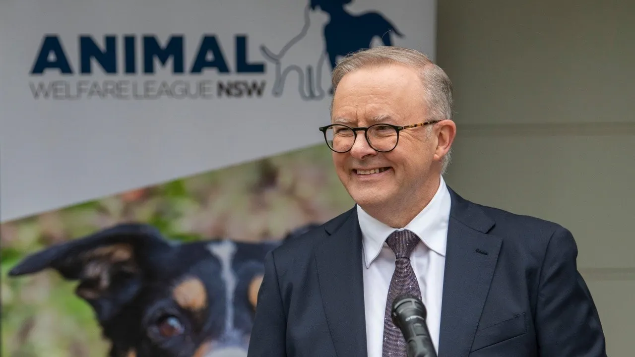 Albo Vows Wild Week-Long Party If Socceroos Win World Cup