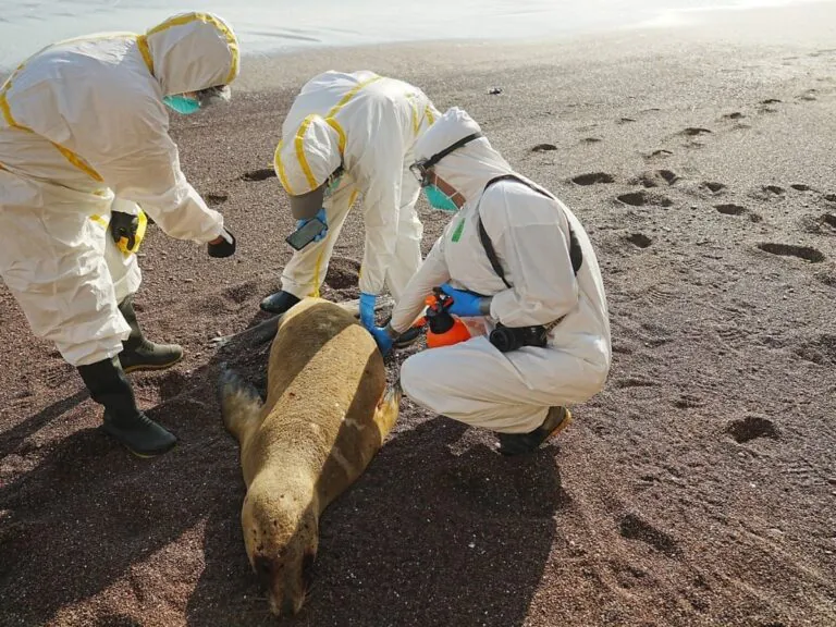 Bird Flu Epidemic Threatens Kangaroo Island’s Endangered Sea Lions