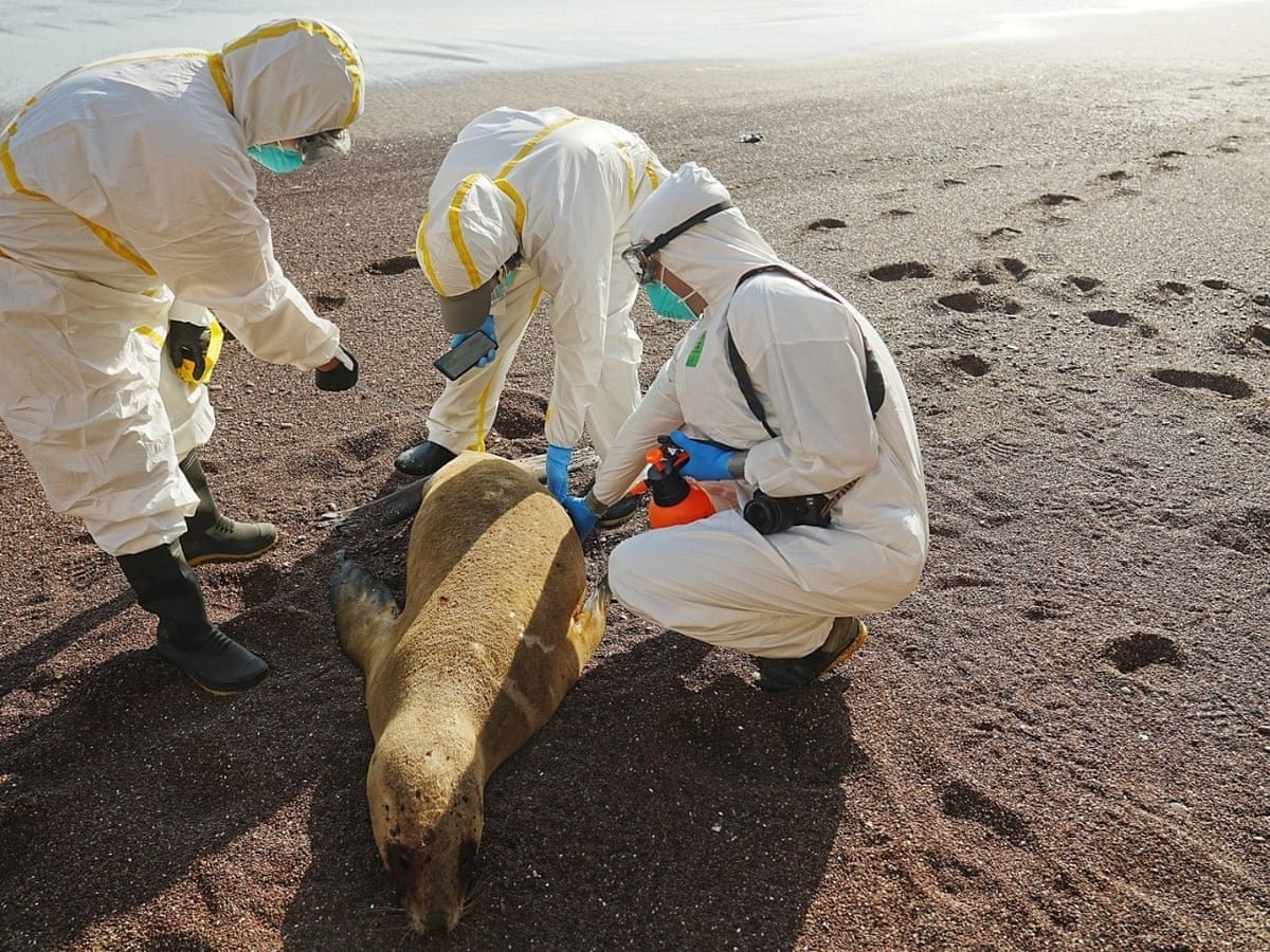 Bird Flu Epidemic Threatens Kangaroo Island’s Endangered Sea Lions